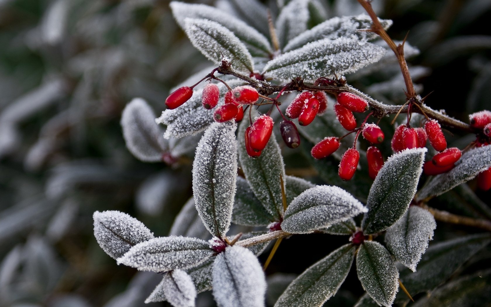 Обои ветка, природа, листья, мороз, иней, ягоды, растение, плоды, branch, nature, leaves, frost, berries, plant, fruit разрешение 2709x1805 Загрузить