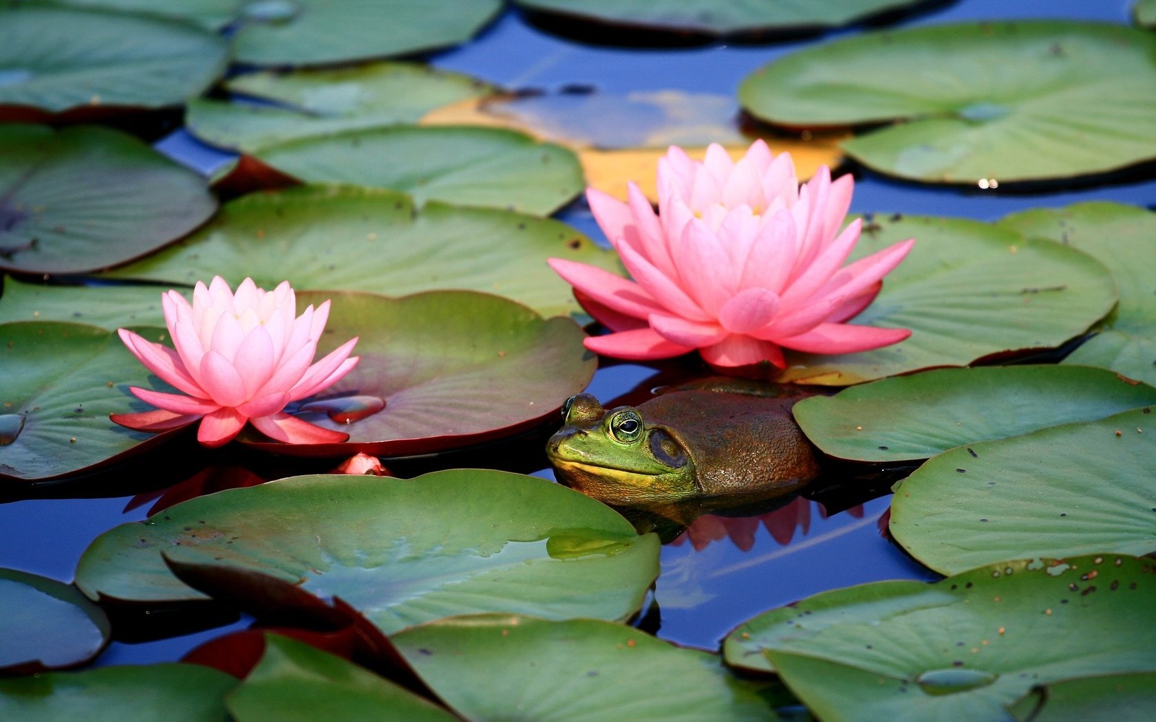 Обои цветы, вода, листья, лягушка, пруд, кувшинки, flowers, water, leaves, frog, pond, water lilies разрешение 2048x1365 Загрузить