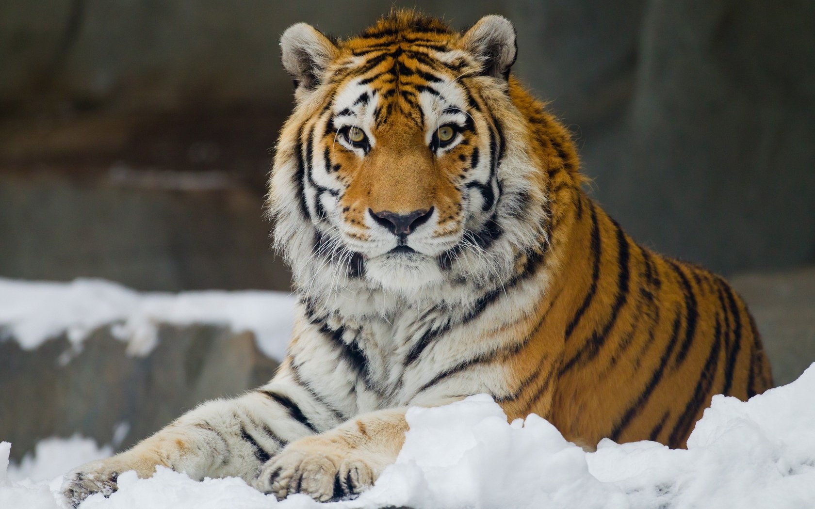 Обои тигр, снег, взгляд, хищник, большая кошка, отдых, амурский, tiger, snow, look, predator, big cat, stay, amur разрешение 3400x2266 Загрузить