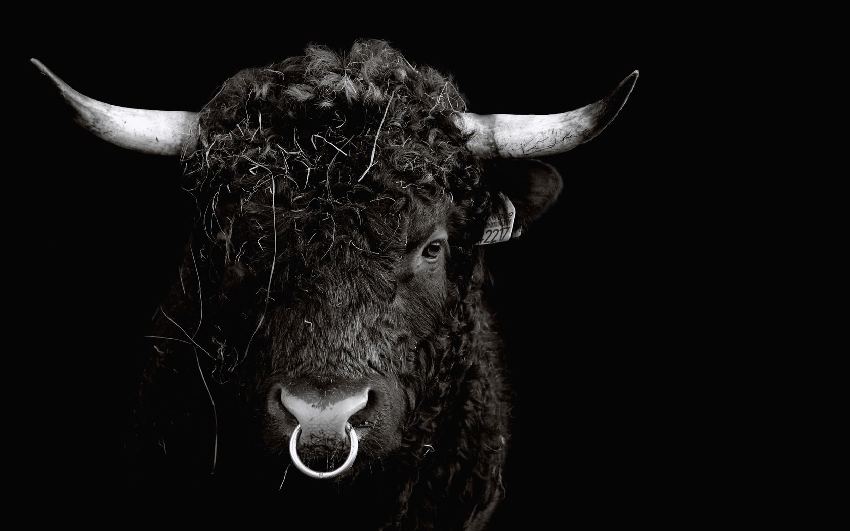 Обои морда, черный, кольцо, рога, бык, face, black, ring, horns, bull разрешение 3600x2400 Загрузить