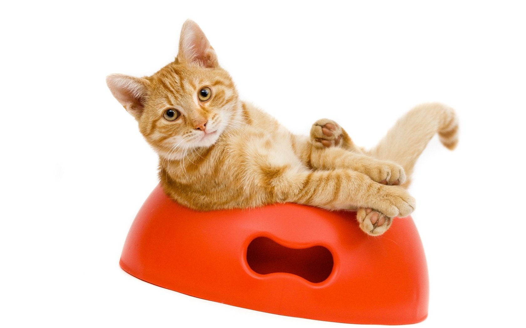 Обои кот, котенок, рыжий, миска, cat, kitty, red, bowl разрешение 2048x1361 Загрузить