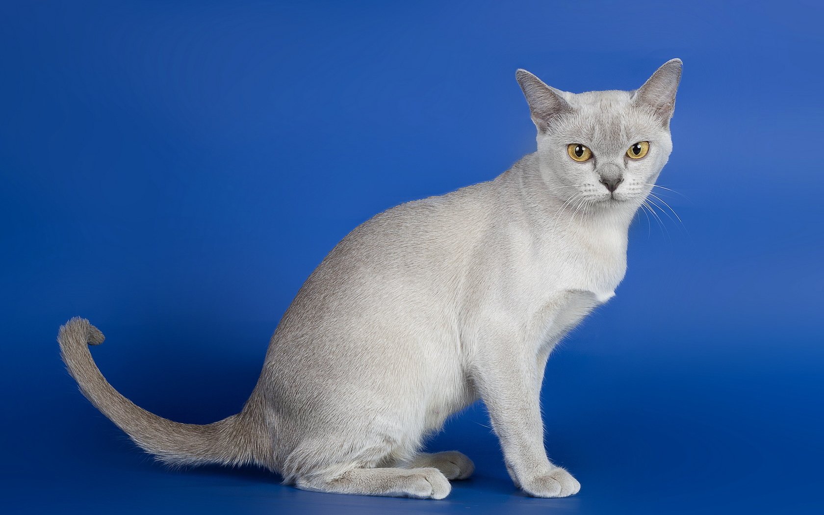 Обои кошка, взгляд, синий фон, серый кот, cat, look, blue background, grey cat разрешение 2560x1600 Загрузить