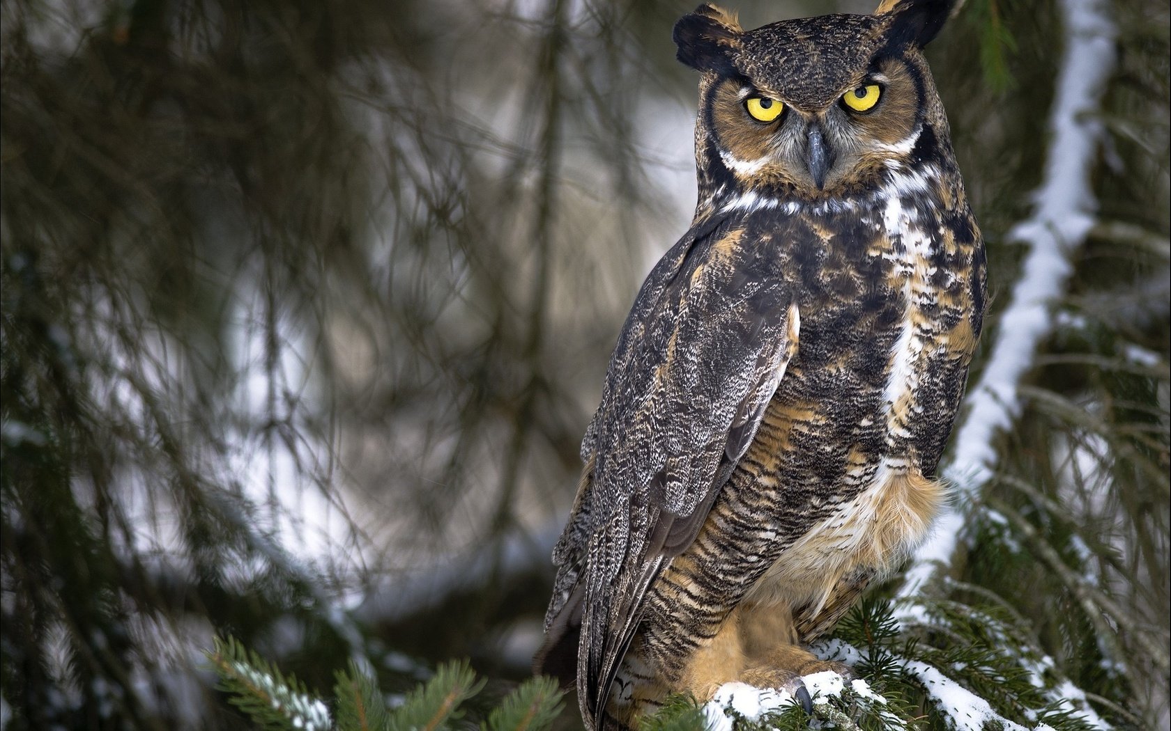 Обои сова, лес, птицы, большая, виргинский филин, рогатая, виргинский, owl, forest, birds, large, virgin filin, horny, virgin разрешение 2048x1408 Загрузить