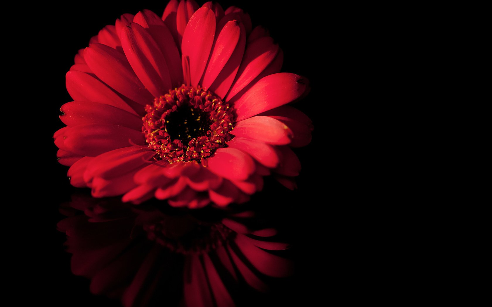 Обои макро, отражение, цветок, лепестки, черный, красный, macro, reflection, flower, petals, black, red разрешение 1920x1080 Загрузить
