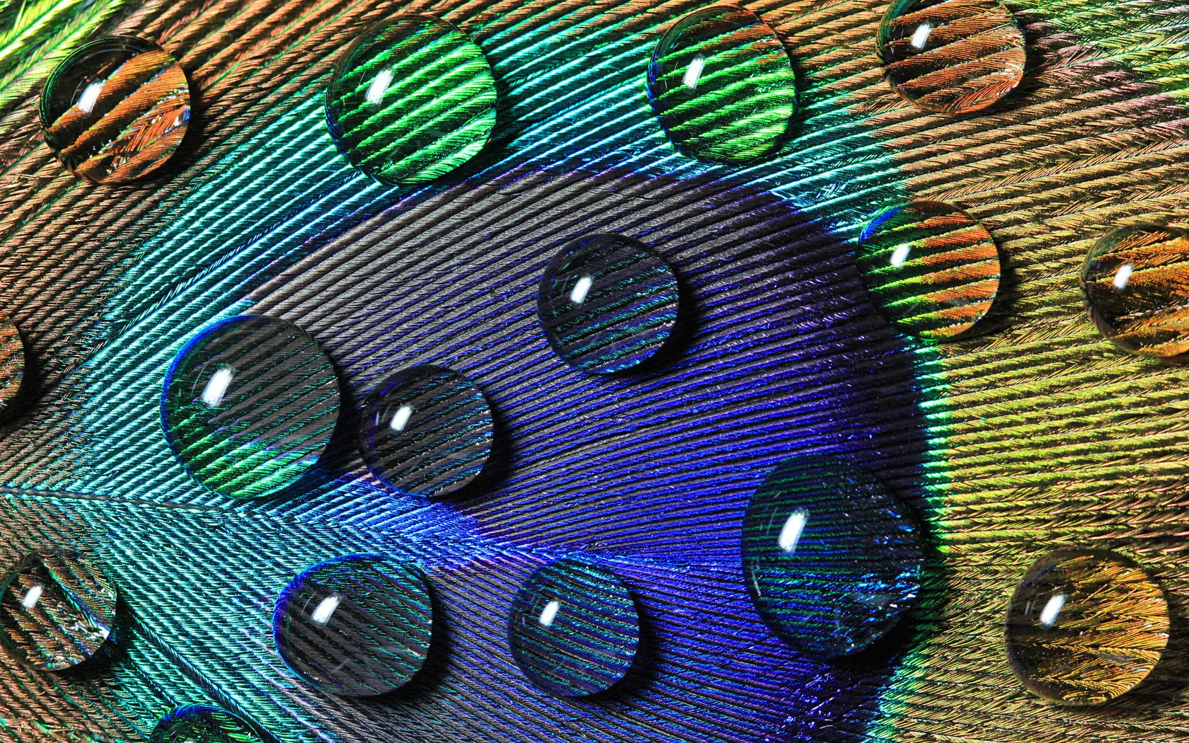 Обои вода, макро, капли, узоры, перо, павлина, water, macro, drops, patterns, pen, peacock разрешение 2560x1600 Загрузить