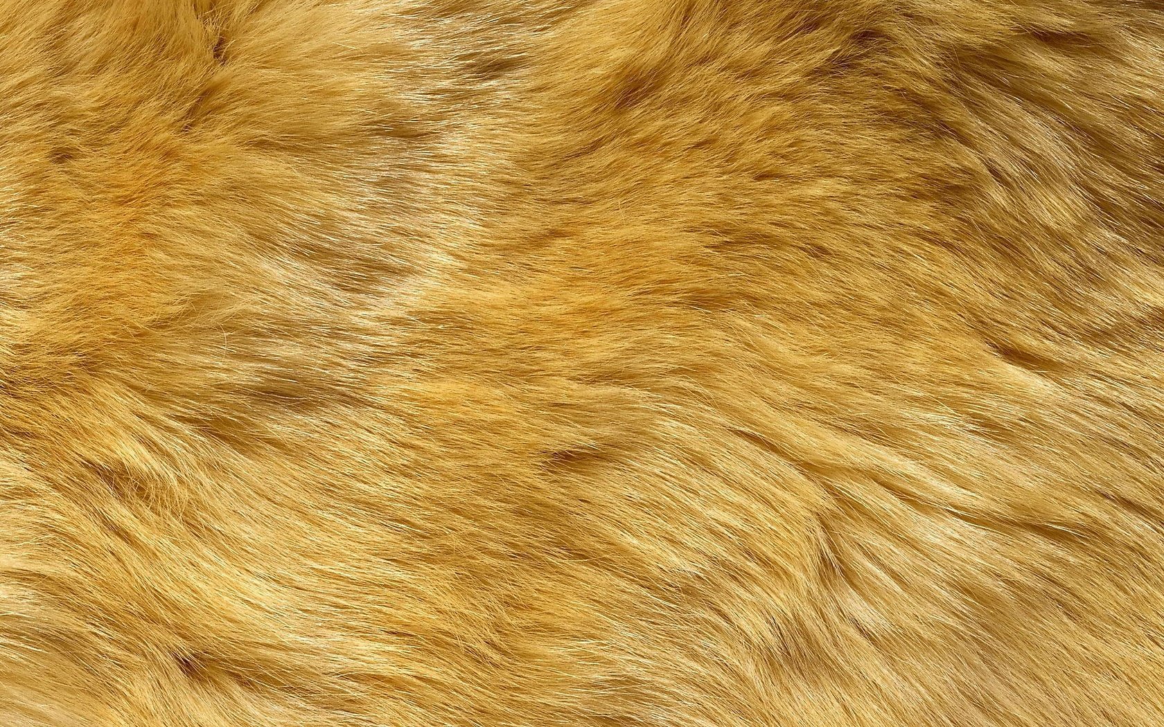 Обои желтый мех, yellow fur разрешение 2560x1440 Загрузить