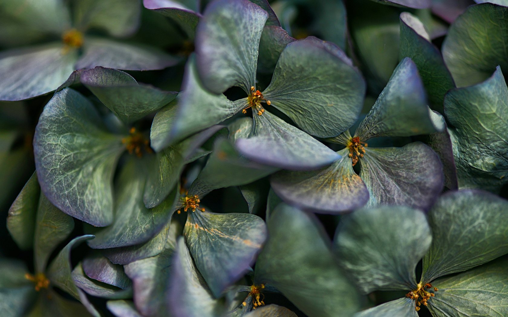 Обои цветы, лепестки, соцветие, гортензия, flowers, petals, inflorescence, hydrangea разрешение 1920x1080 Загрузить