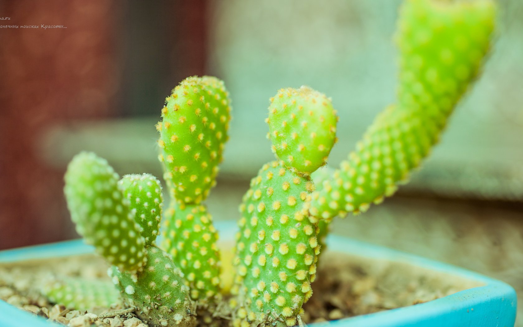 Обои кактусы, cacti разрешение 1920x1080 Загрузить