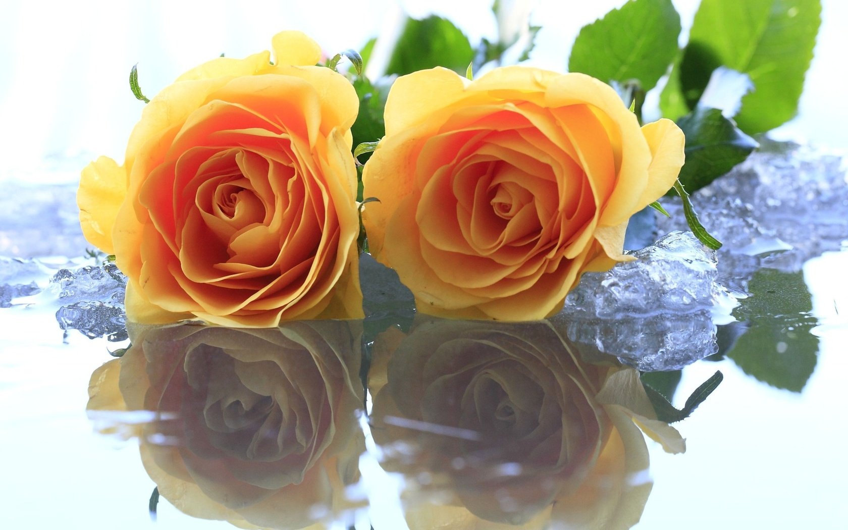 Обои цветы, вода, желтый, розы, лёд, flowers, water, yellow, roses, ice разрешение 1920x1080 Загрузить