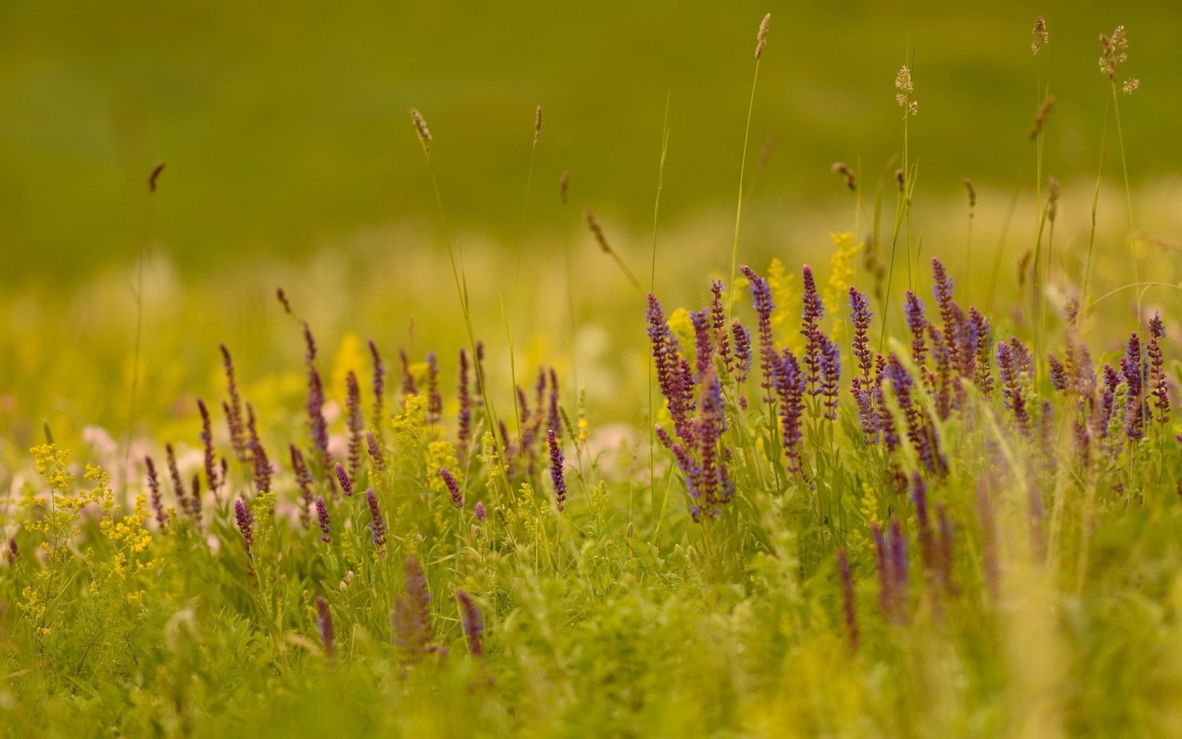 Обои свет, цветы, трава, природа, поле, лето, light, flowers, grass, nature, field, summer разрешение 2560x1600 Загрузить