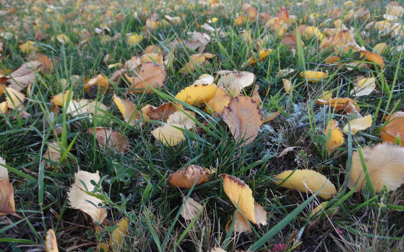 Обои трава, листья, осенний день, grass, leaves, autumn day разрешение 2560x1600 Загрузить