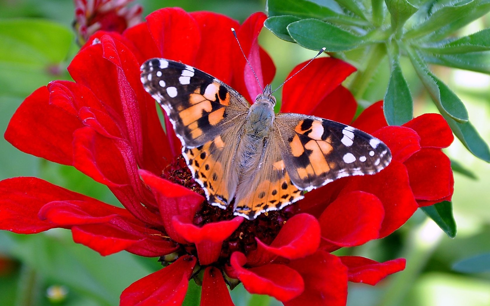 Обои цветы, макро, бабочка, насекомые, красивые, обычные, flowers, macro, butterfly, insects, beautiful, normal разрешение 2560x1600 Загрузить