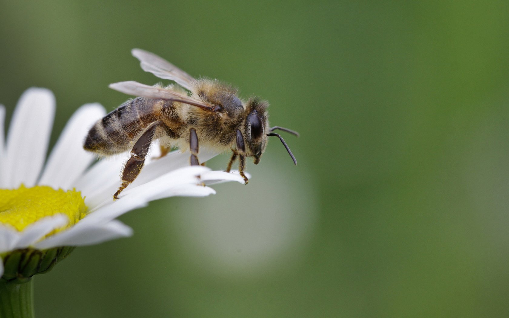Обои насекомое, крылья, ромашка, пчела, пыльца, пчелка сидит на ромашке, пчела собирает нектар, insect, wings, daisy, bee, pollen, bee sitting on camomile, a bee collects nectar разрешение 1920x1080 Загрузить