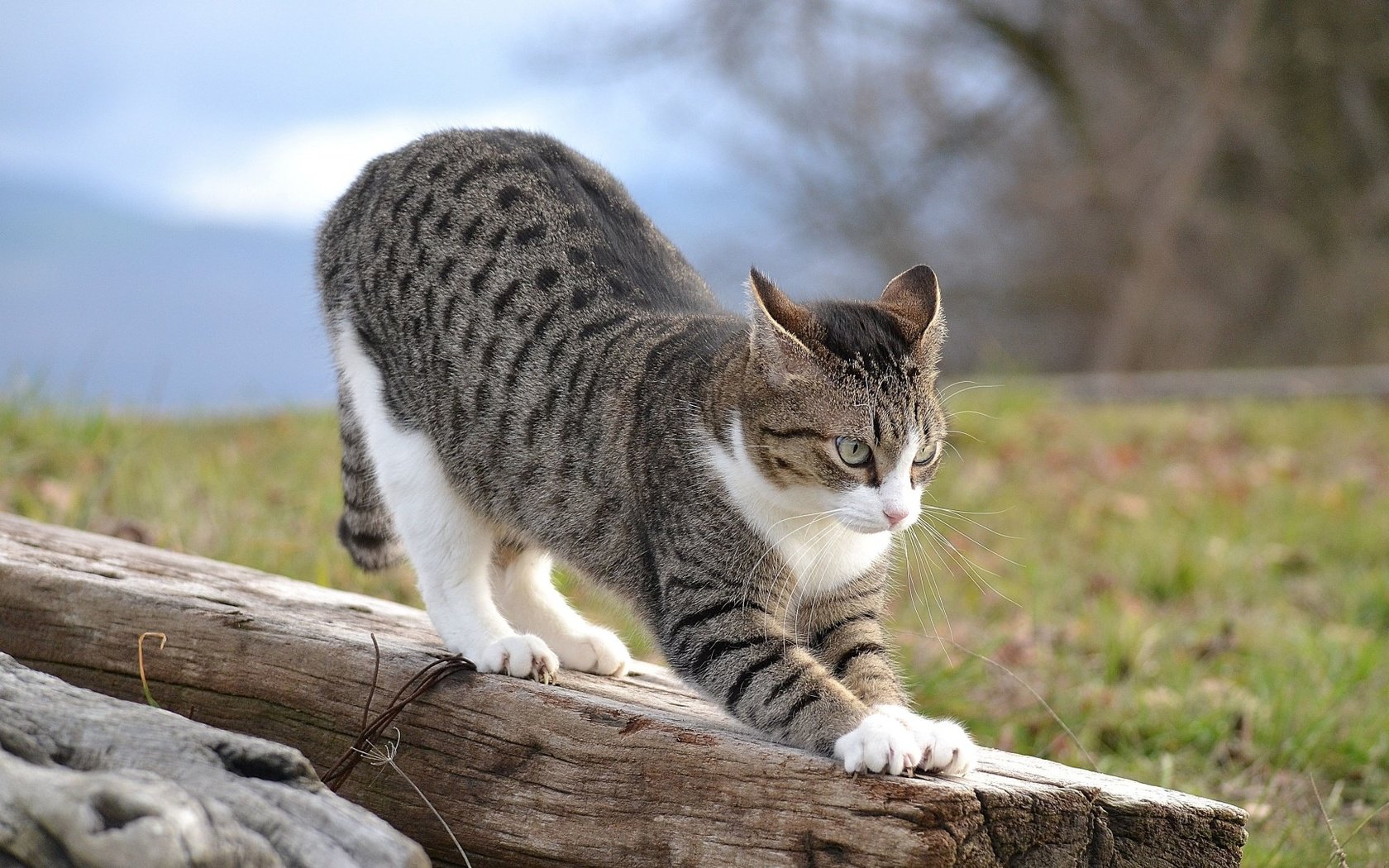 Обои кошка, на, потягивается, бревне, cat, on, stretching, log разрешение 1920x1080 Загрузить