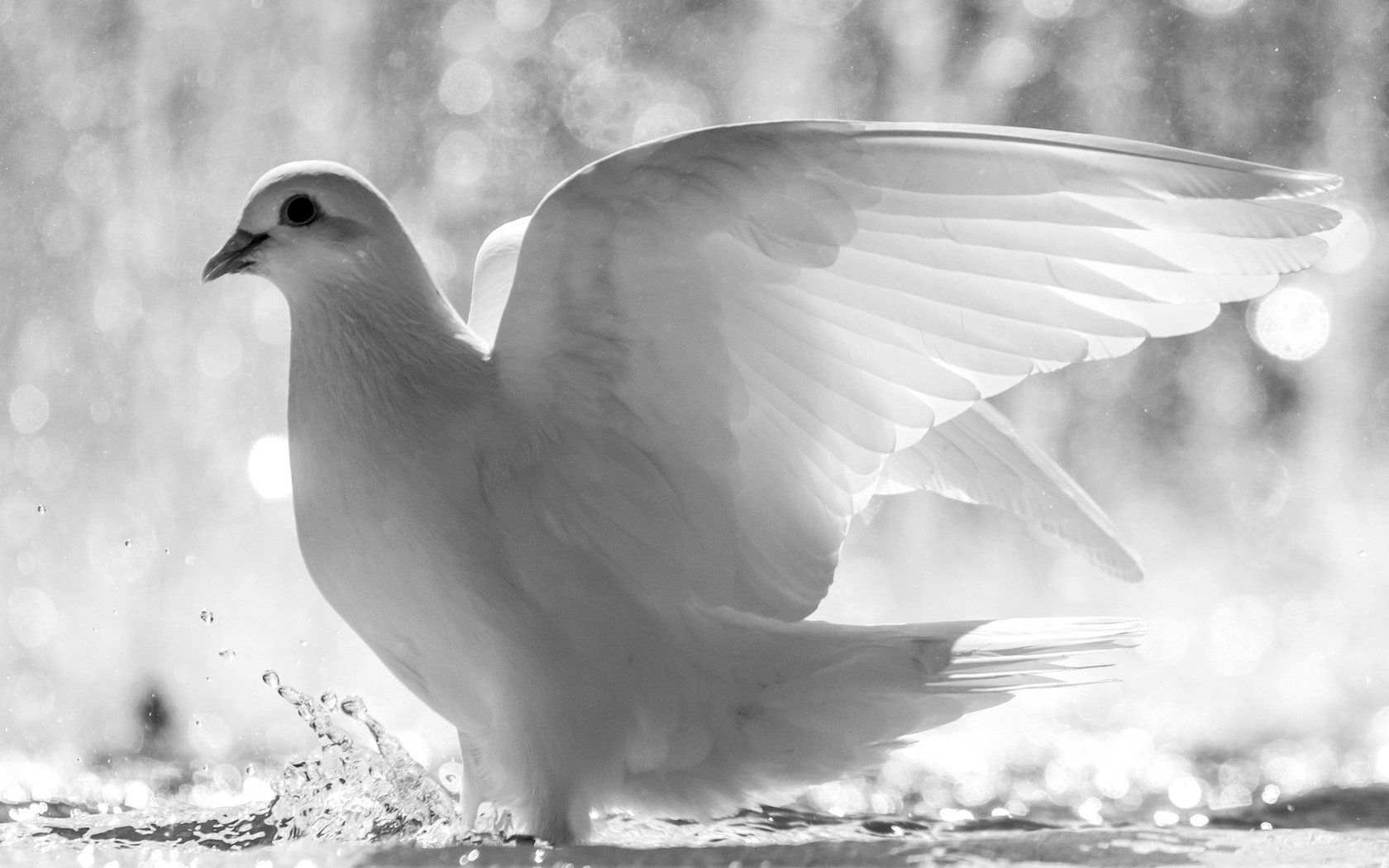 Обои вода, крылья, белый, брызги, птица, перья, голубь, water, wings, white, squirt, bird, feathers, dove разрешение 1920x1200 Загрузить