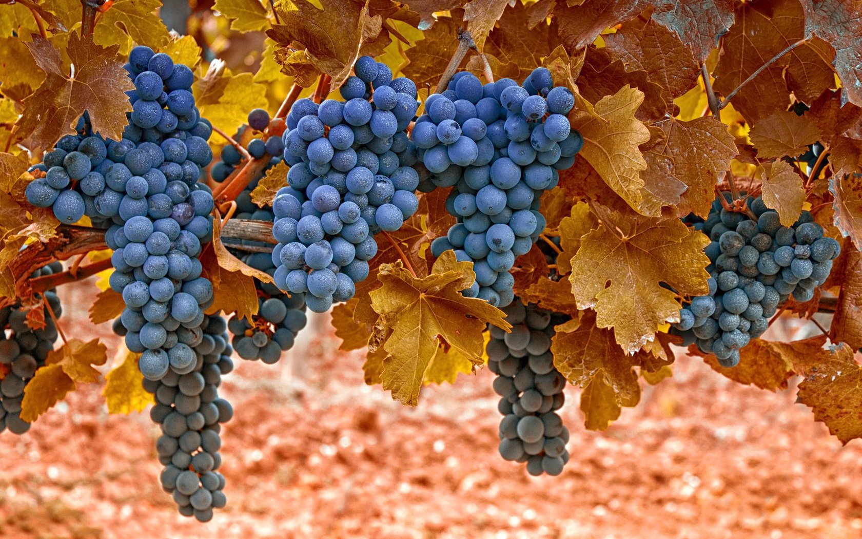 Обои виноград, лоза, grapes, vine разрешение 2048x1365 Загрузить