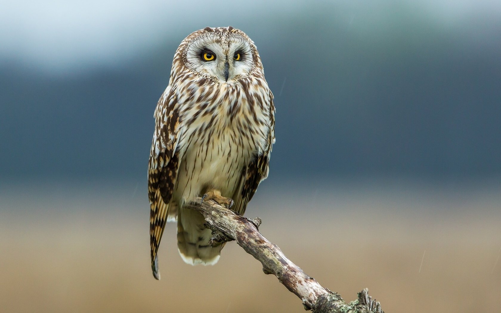 Обои сова, птица, сук, болотная сова, owl, bird, bitches, short-eared owl разрешение 2048x1280 Загрузить