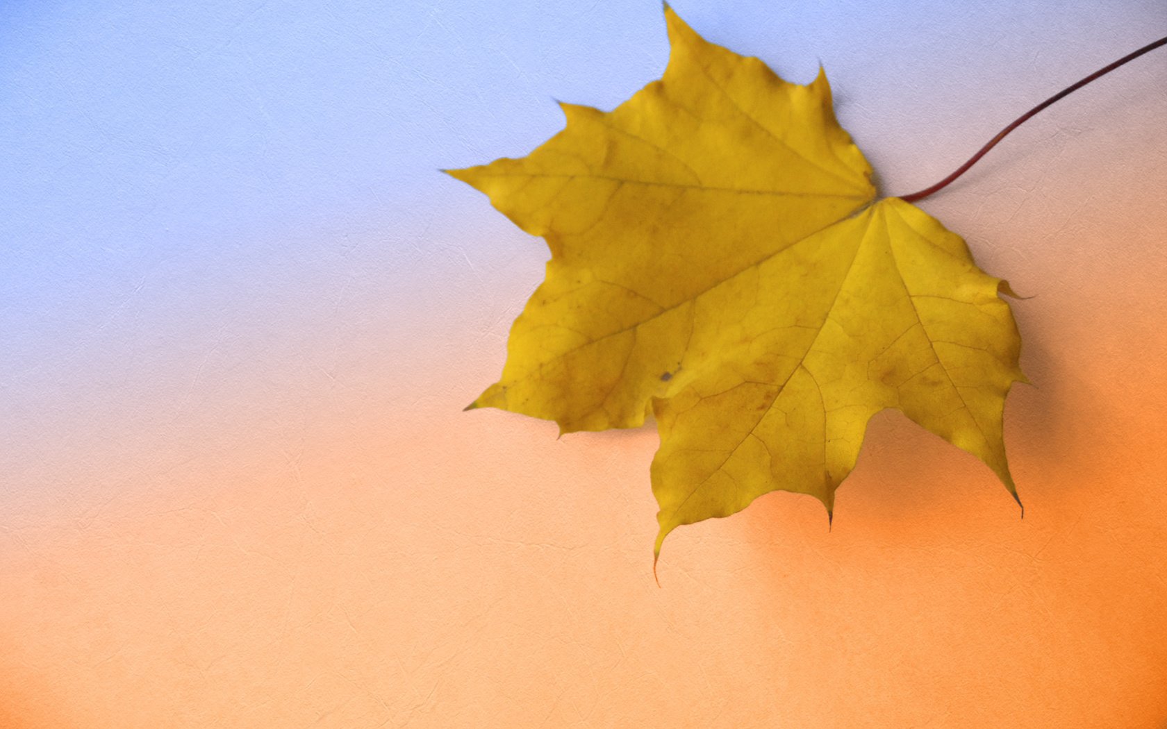 Обои осень, крупный план, кленовый лист, autumn, close-up, maple leaf разрешение 2560x1667 Загрузить