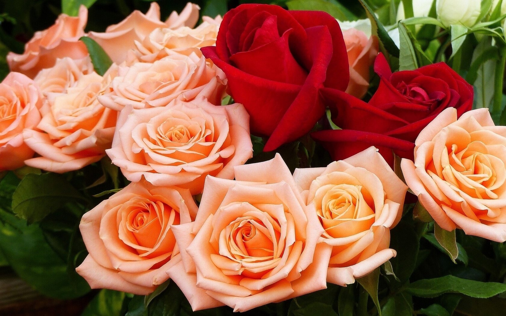Обои бутоны, розы, букет, buds, roses, bouquet разрешение 1921x1080 Загрузить