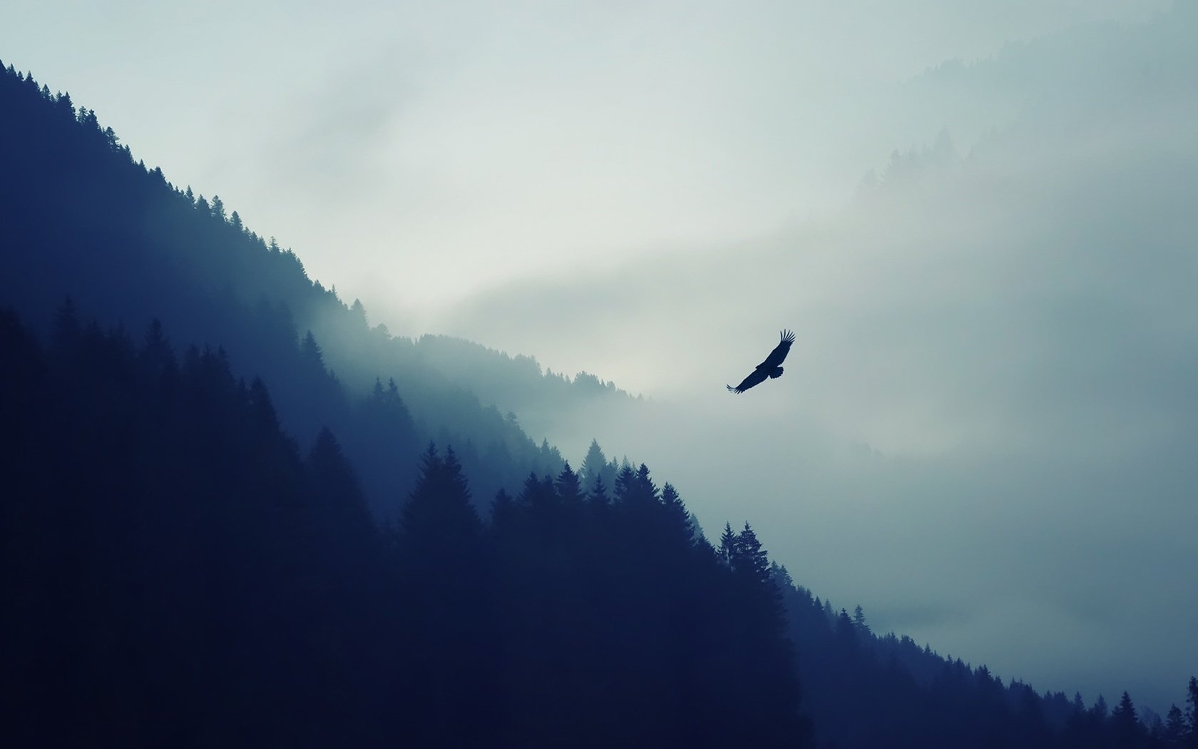 Обои горы, природа, лес, туман, орел, птица, дымка, хищная птица, mountains, nature, forest, fog, eagle, bird, haze, bird of prey разрешение 1920x1080 Загрузить