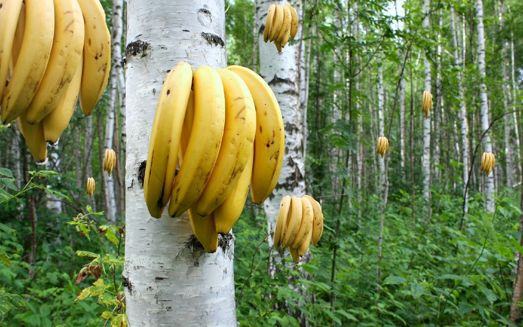 Обои березы, бананы, растут, роща., birch, bananas, grow, grove. разрешение 2048x1365 Загрузить