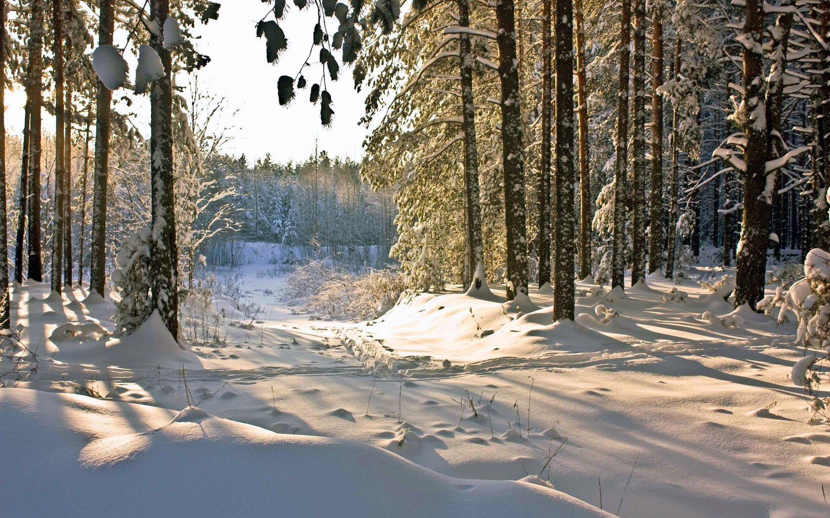 Обои лес, зима, forest, winter разрешение 2560x1600 Загрузить