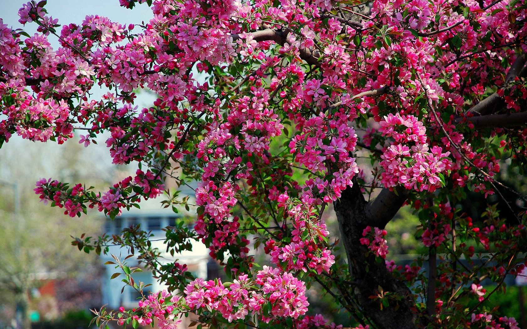 Обои дерево, цветение, весна, розовые, яблоня, цветки, tree, flowering, spring, pink, apple, flowers разрешение 1920x1200 Загрузить