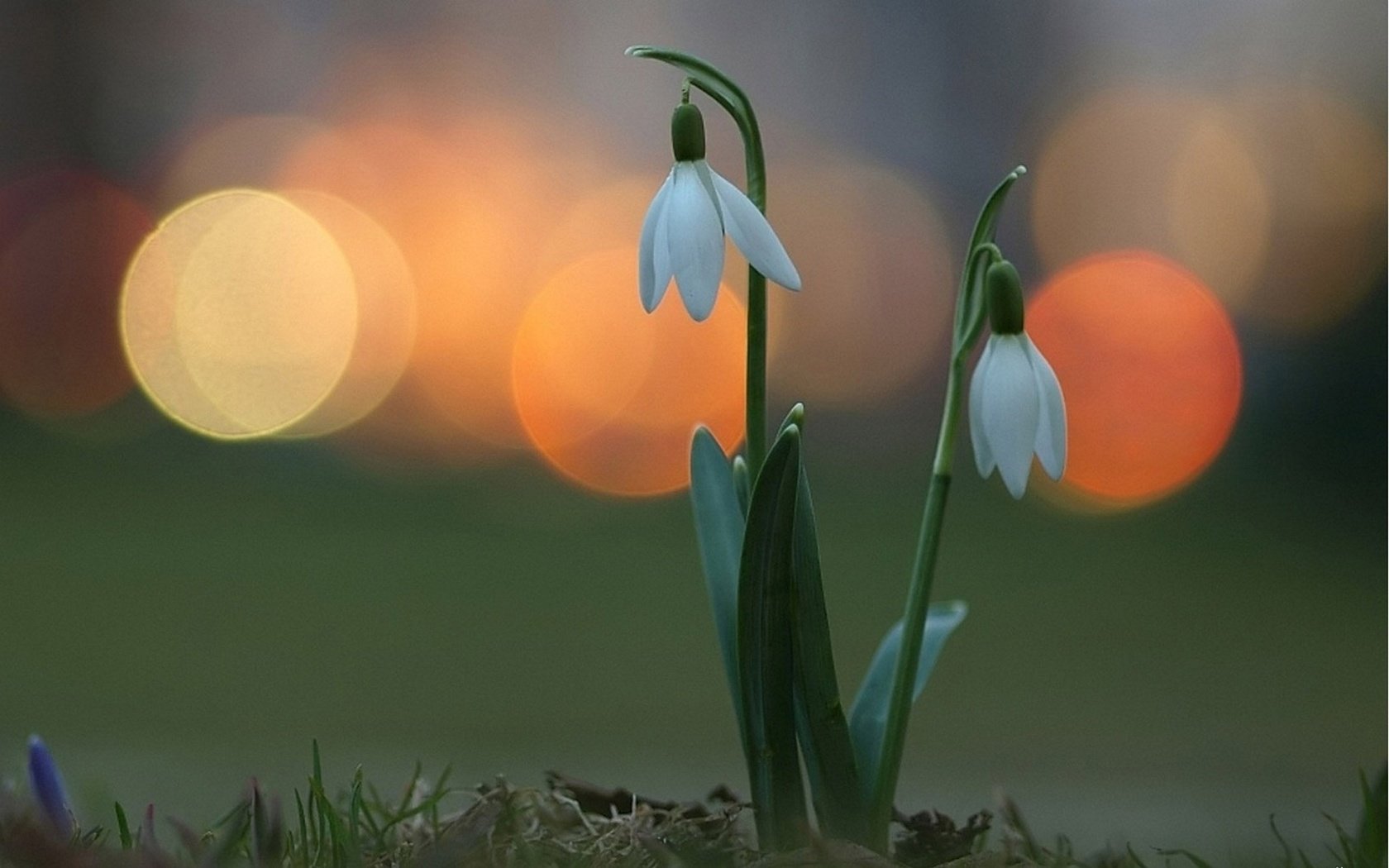 Обои цветы, огни, весна, подснежники, flowers, lights, spring, snowdrops разрешение 1920x1200 Загрузить