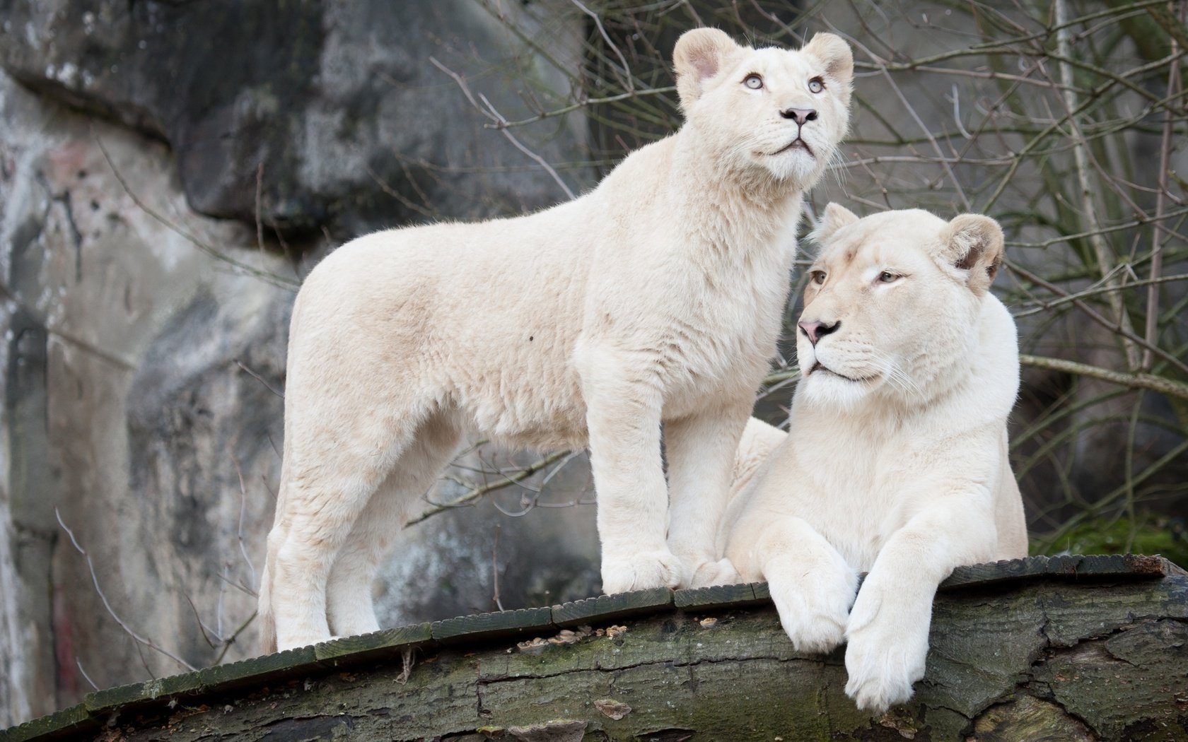 Обои кошка, пара, белые, львы, львица, львёнок, белый лев, cat, pair, white, lions, lioness, lion, white lion разрешение 1920x1200 Загрузить
