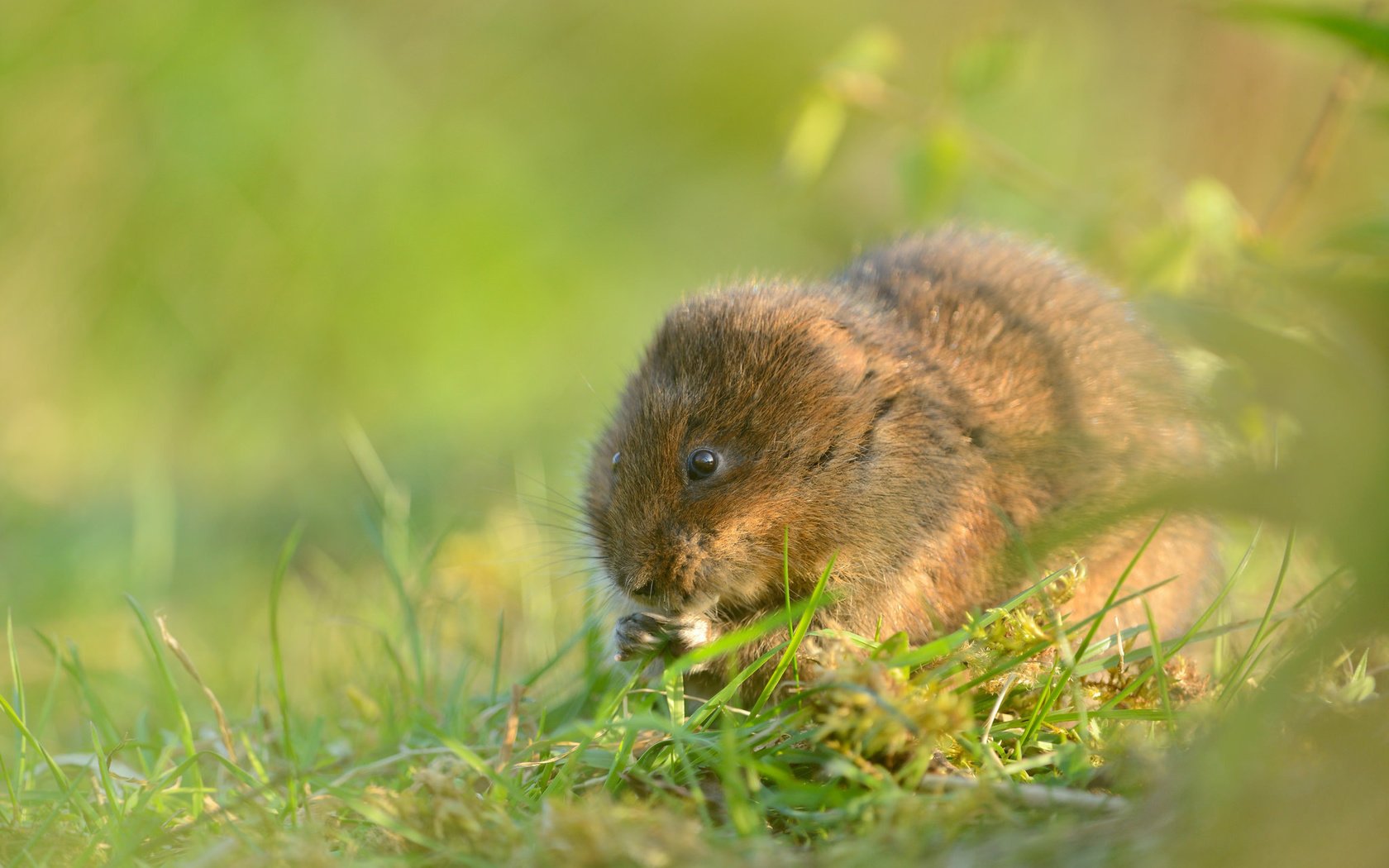 Обои трава, мышь, грызун, водяная полёвка, grass, mouse, rodent, water vole разрешение 2048x1367 Загрузить