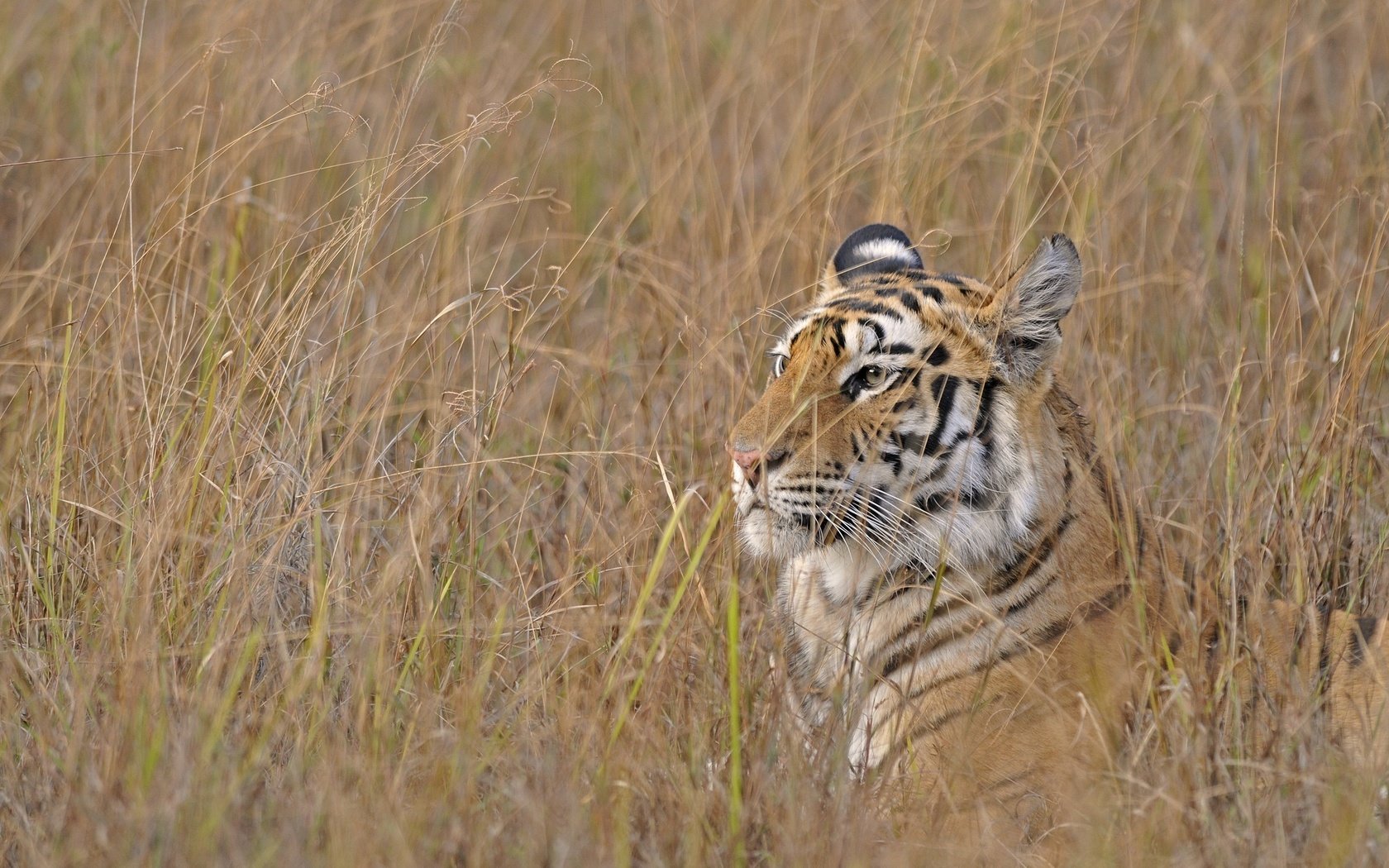 Обои тигр, трава, хищник, охота, бенгальский, tiger, grass, predator, hunting, bengal разрешение 2048x1360 Загрузить