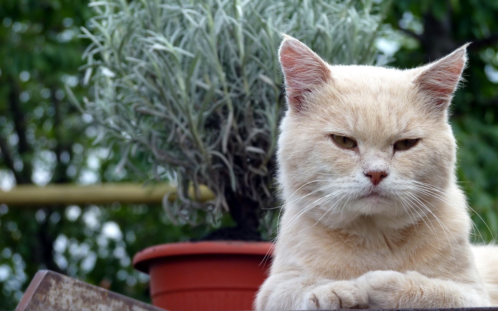 Обои кот, кошка, взгляд, цветы в горшке, cat, look, flowers in pot разрешение 2560x1600 Загрузить