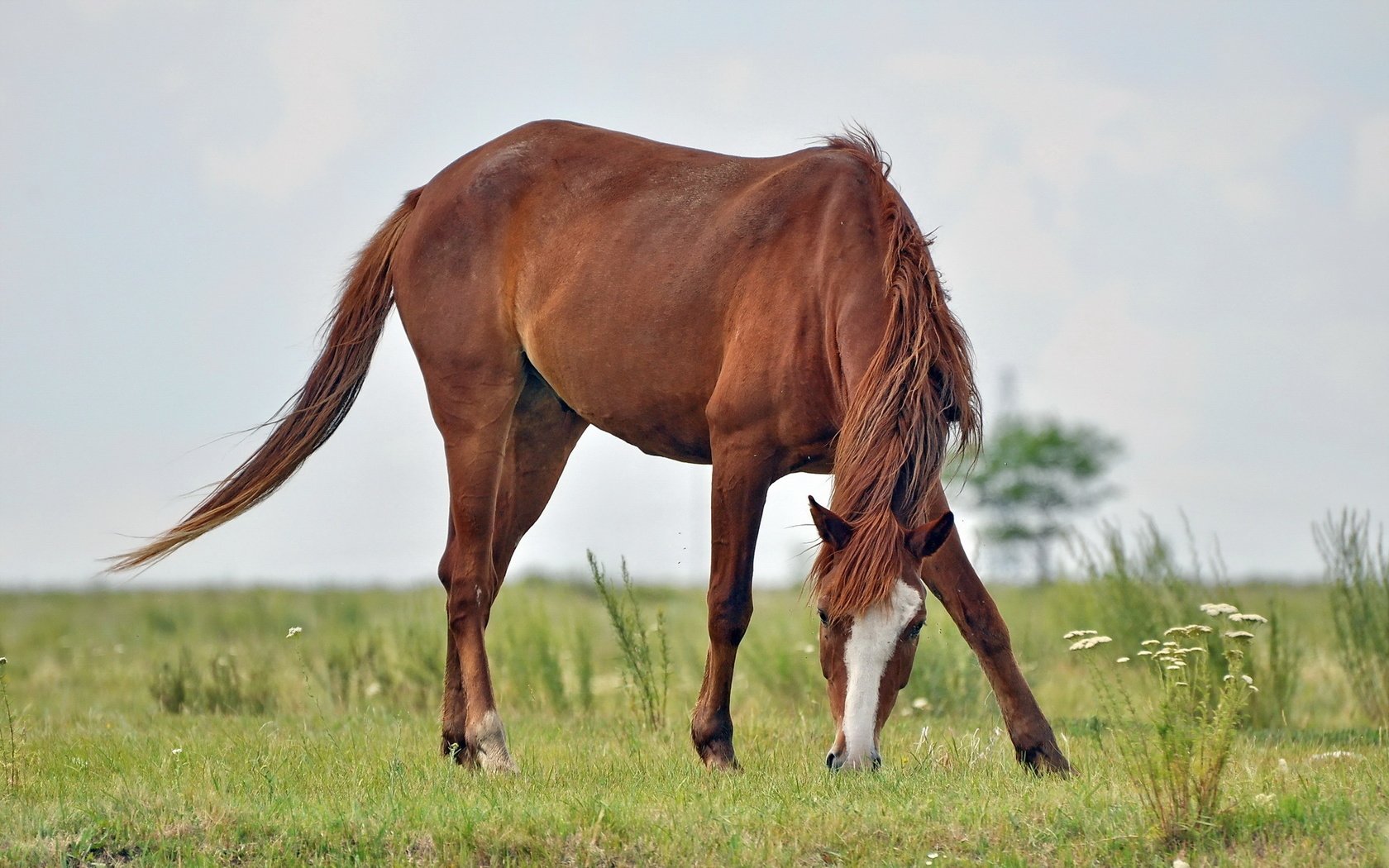 Обои лошадь, природа, поле, конь, horse, nature, field разрешение 1920x1200 Загрузить