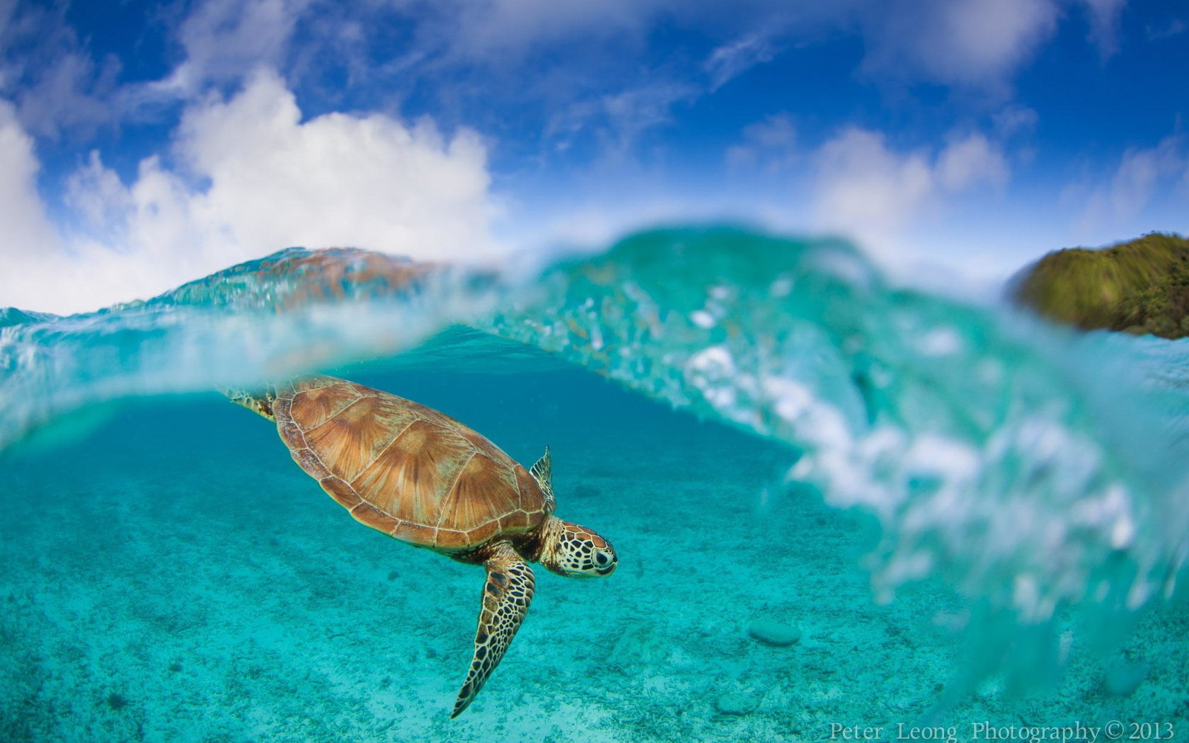 Обои черепаха, океан, подводный мир, turtle, the ocean, underwater world разрешение 2000x1333 Загрузить