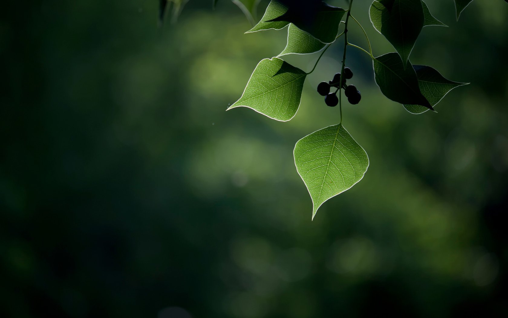 Обои листья, макро, ягоды, плоды, боке, leaves, macro, berries, fruit, bokeh разрешение 2048x1365 Загрузить