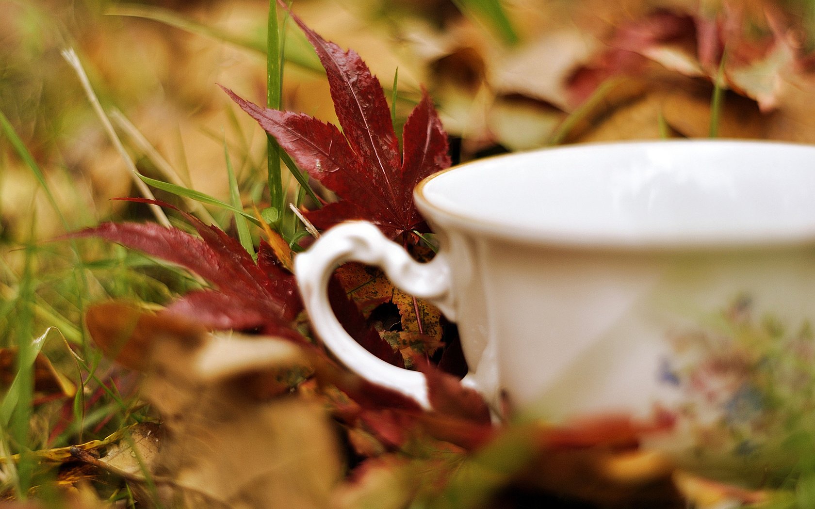 Обои трава, листья, кружка, чашка, белая, grass, leaves, mug, cup, white разрешение 2000x1328 Загрузить