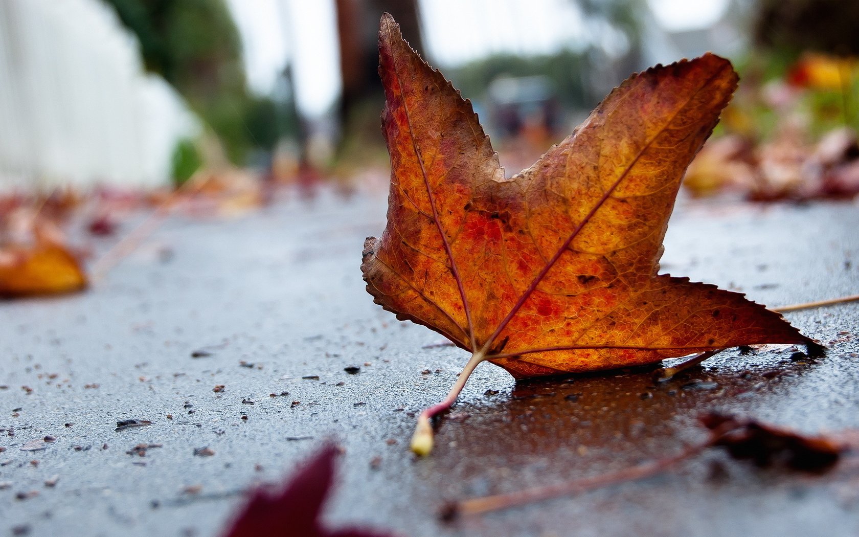 Обои грусть, осень, лист, асфальт, sadness, autumn, sheet, asphalt разрешение 1920x1200 Загрузить