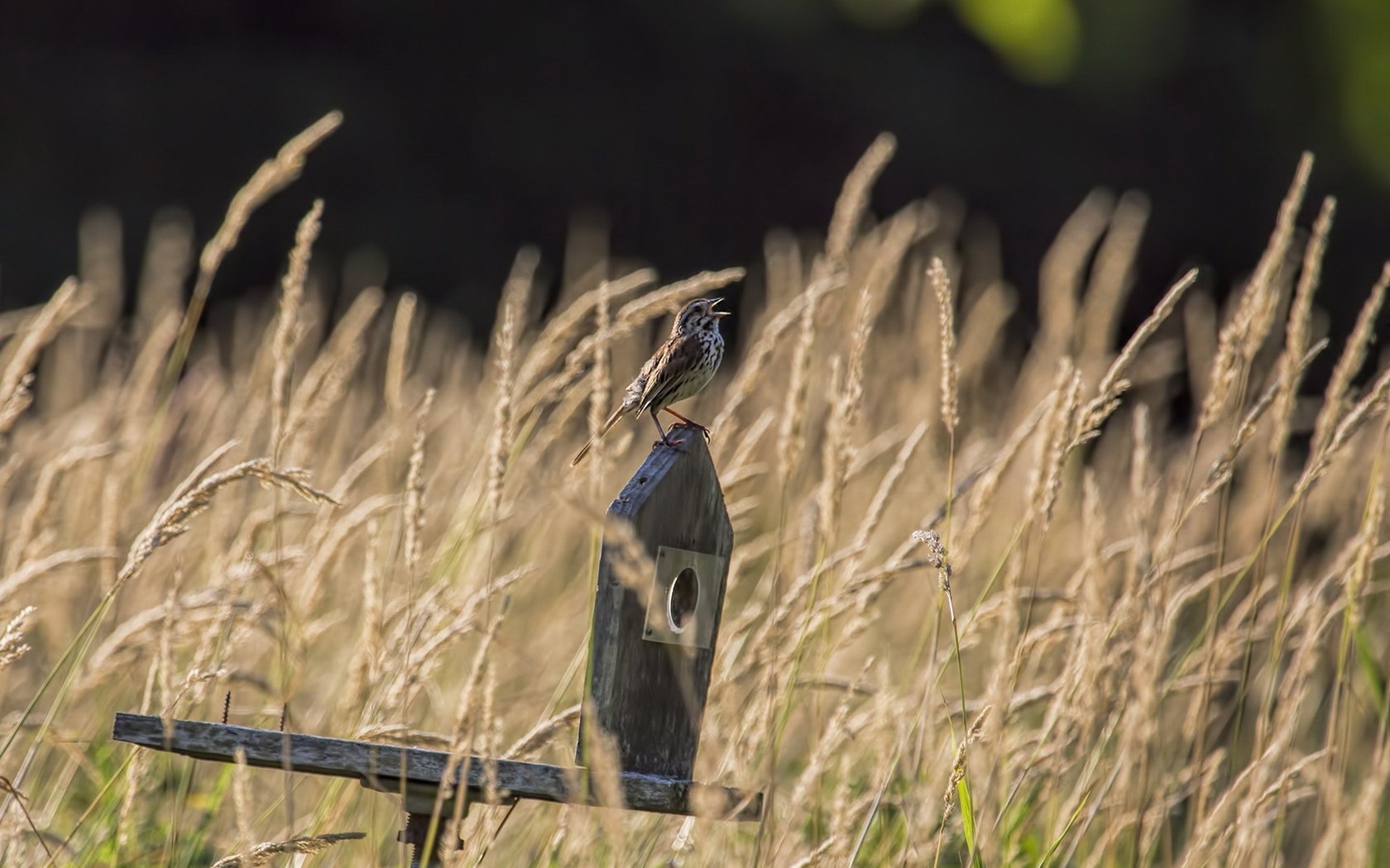 Обои трава, природа, птицы, воробей, grass, nature, birds, sparrow разрешение 1920x1200 Загрузить