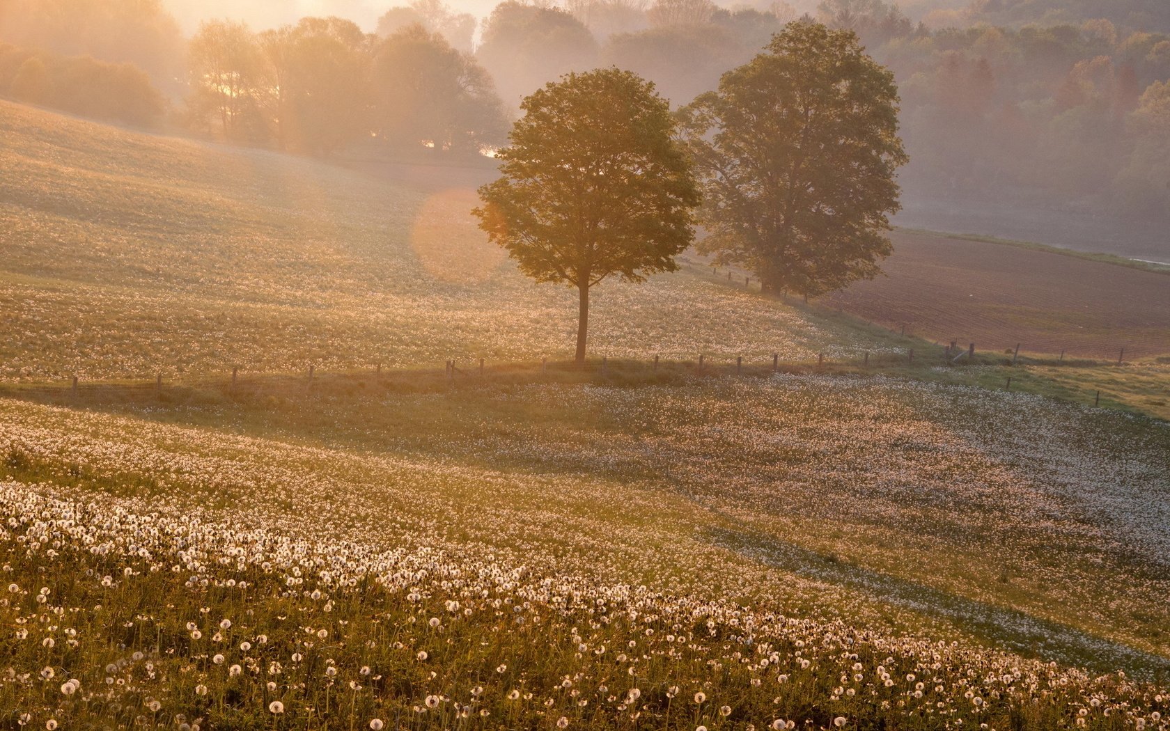 Обои закат, пейзаж, поле, одуванчики, sunset, landscape, field, dandelions разрешение 1920x1200 Загрузить