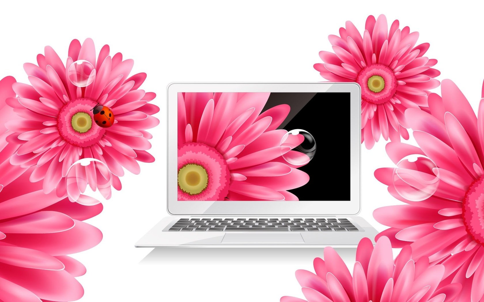 Обои цветы, божья коровка, ноутбук, герберы, flowers, ladybug, laptop, gerbera разрешение 1920x1200 Загрузить