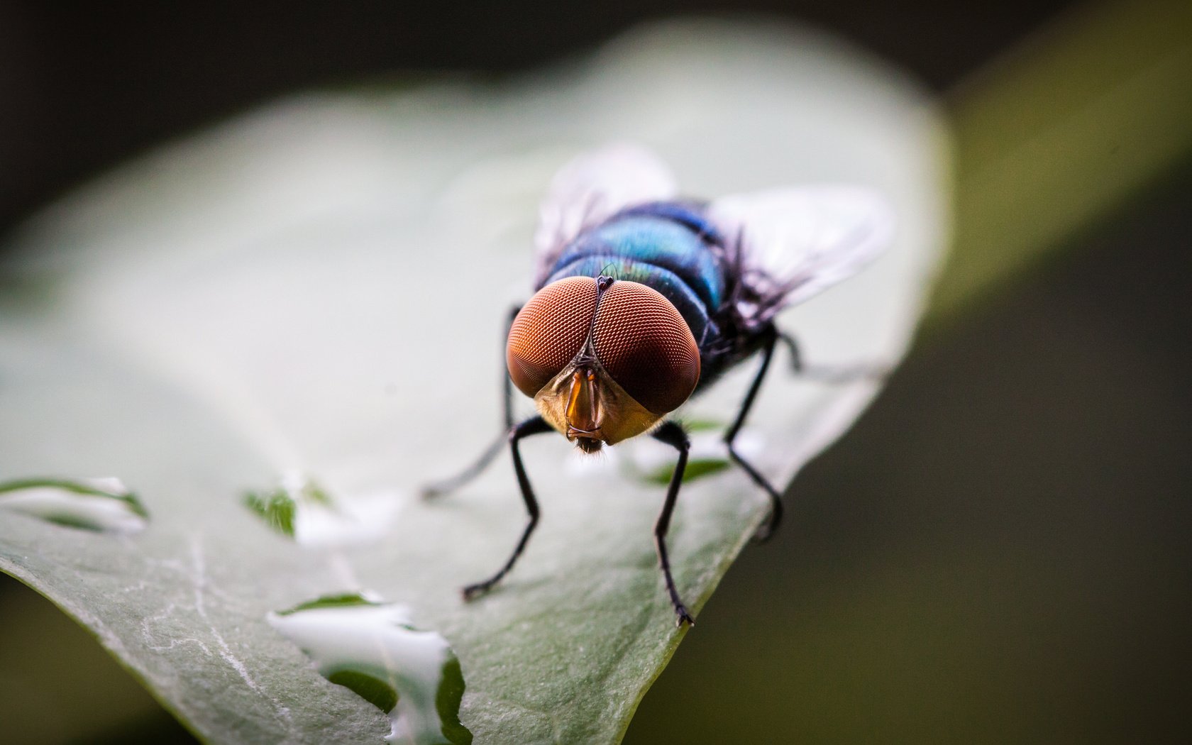 Обои капли, лист, насекомые, муха, drops, sheet, insects, fly разрешение 2048x1365 Загрузить