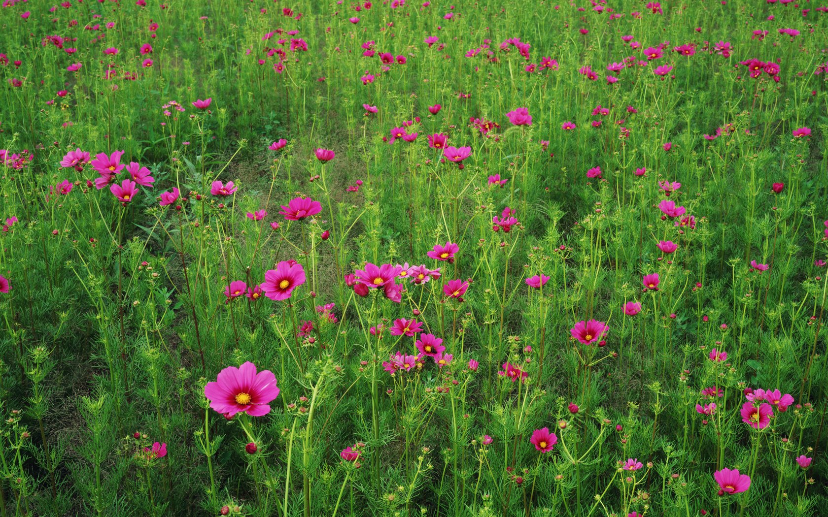 Обои цветы, трава, поле, лепестки, луг, космея, flowers, grass, field, petals, meadow, kosmeya разрешение 2950x2094 Загрузить