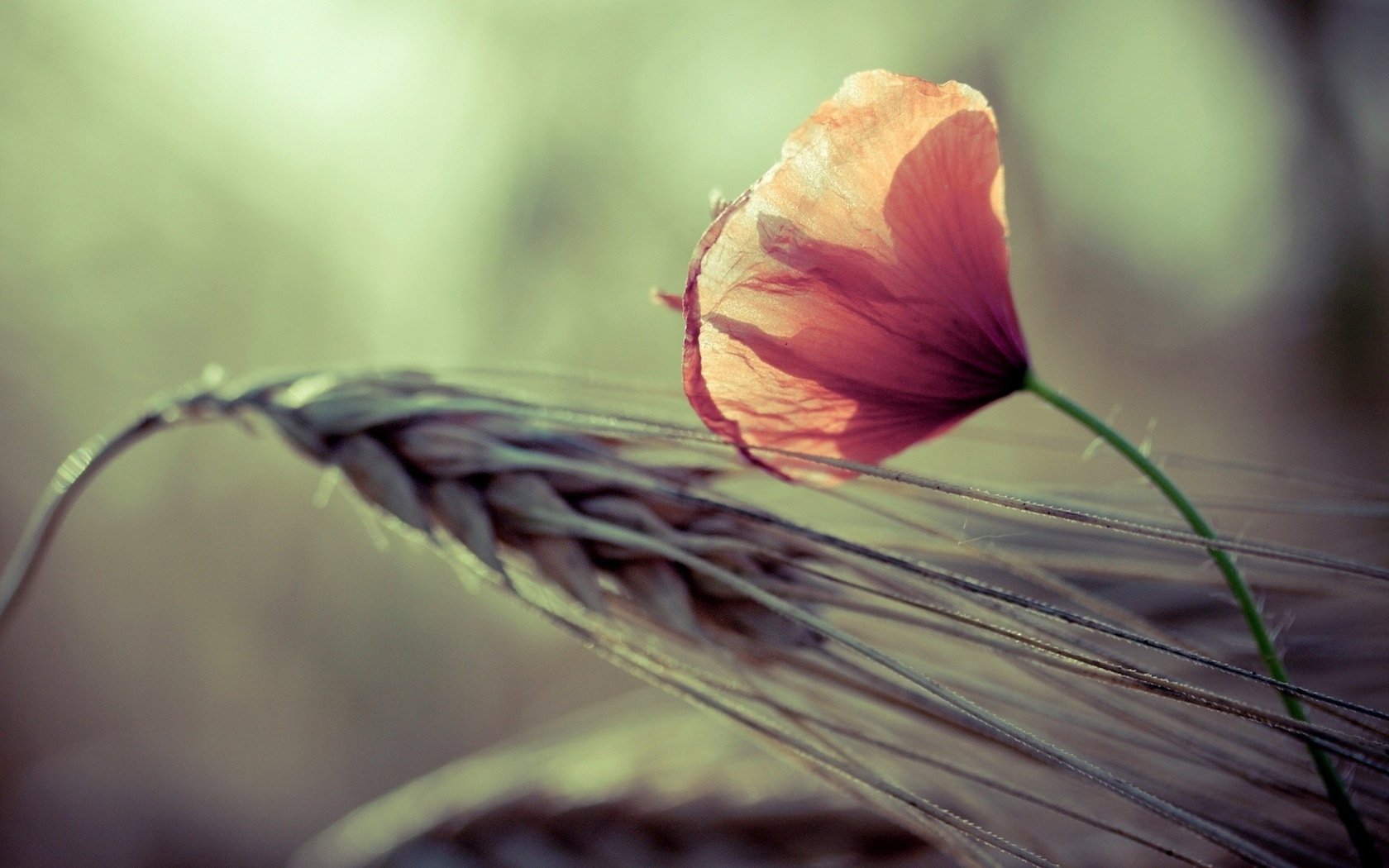 Обои цветы, природа, макро, фон, колосья, пшеница, flowers, nature, macro, background, ears, wheat разрешение 1920x1200 Загрузить