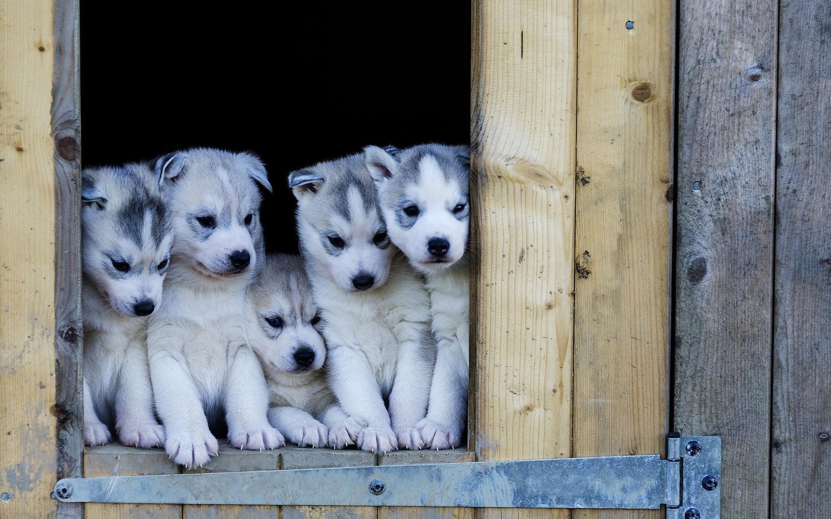 Обои хаски, щенки, будка, собаки, husky, puppies, booth, dogs разрешение 2048x1366 Загрузить