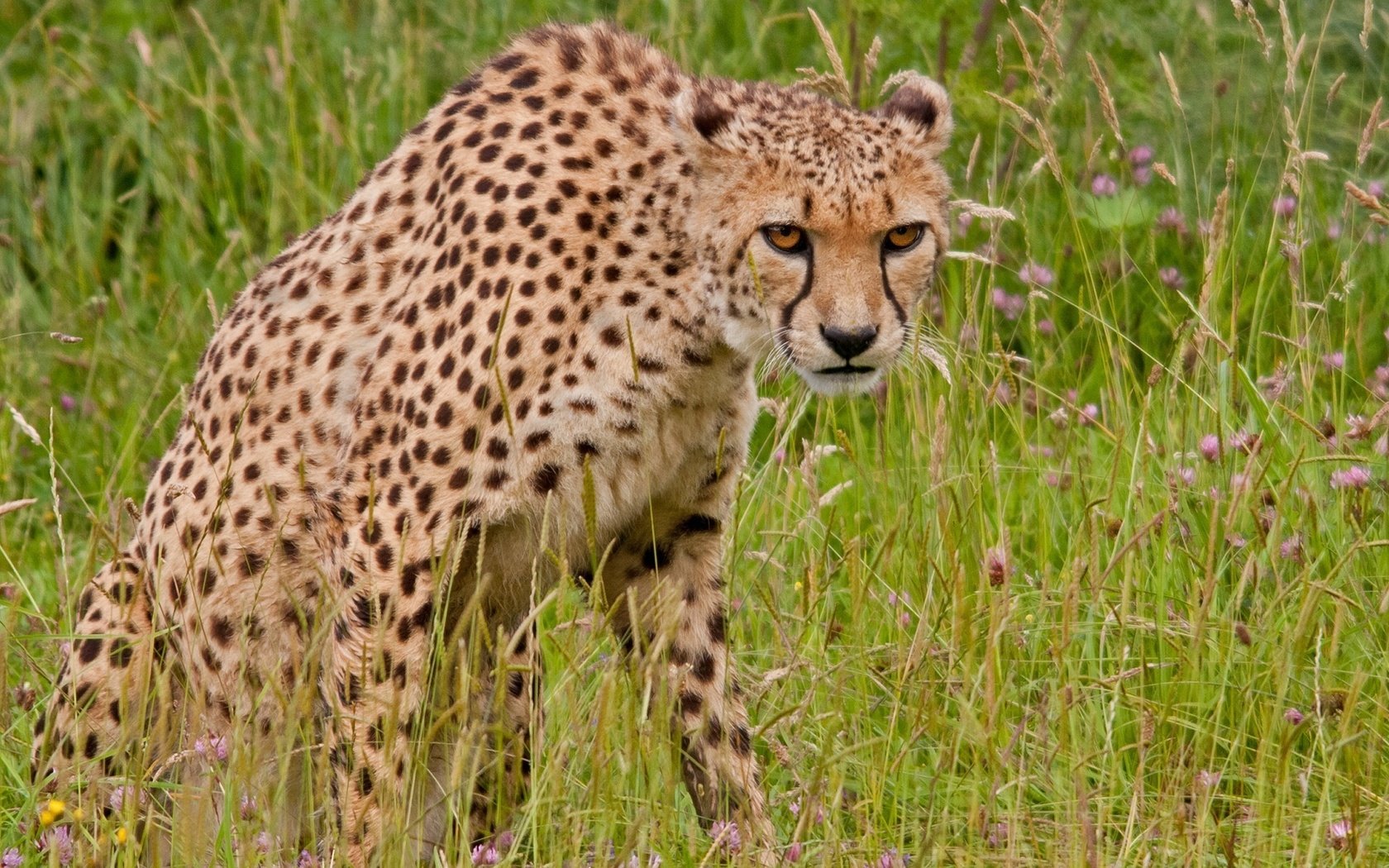 Обои трава, хищник, гепард, дикая кошка, grass, predator, cheetah, wild cat разрешение 2048x1365 Загрузить