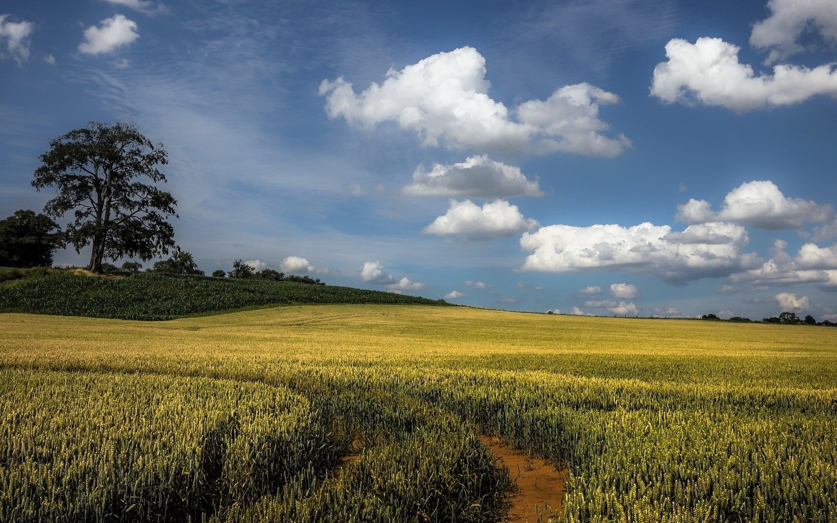 Обои небо, облака, дерево, пейзаж, поле, the sky, clouds, tree, landscape, field разрешение 1920x1080 Загрузить