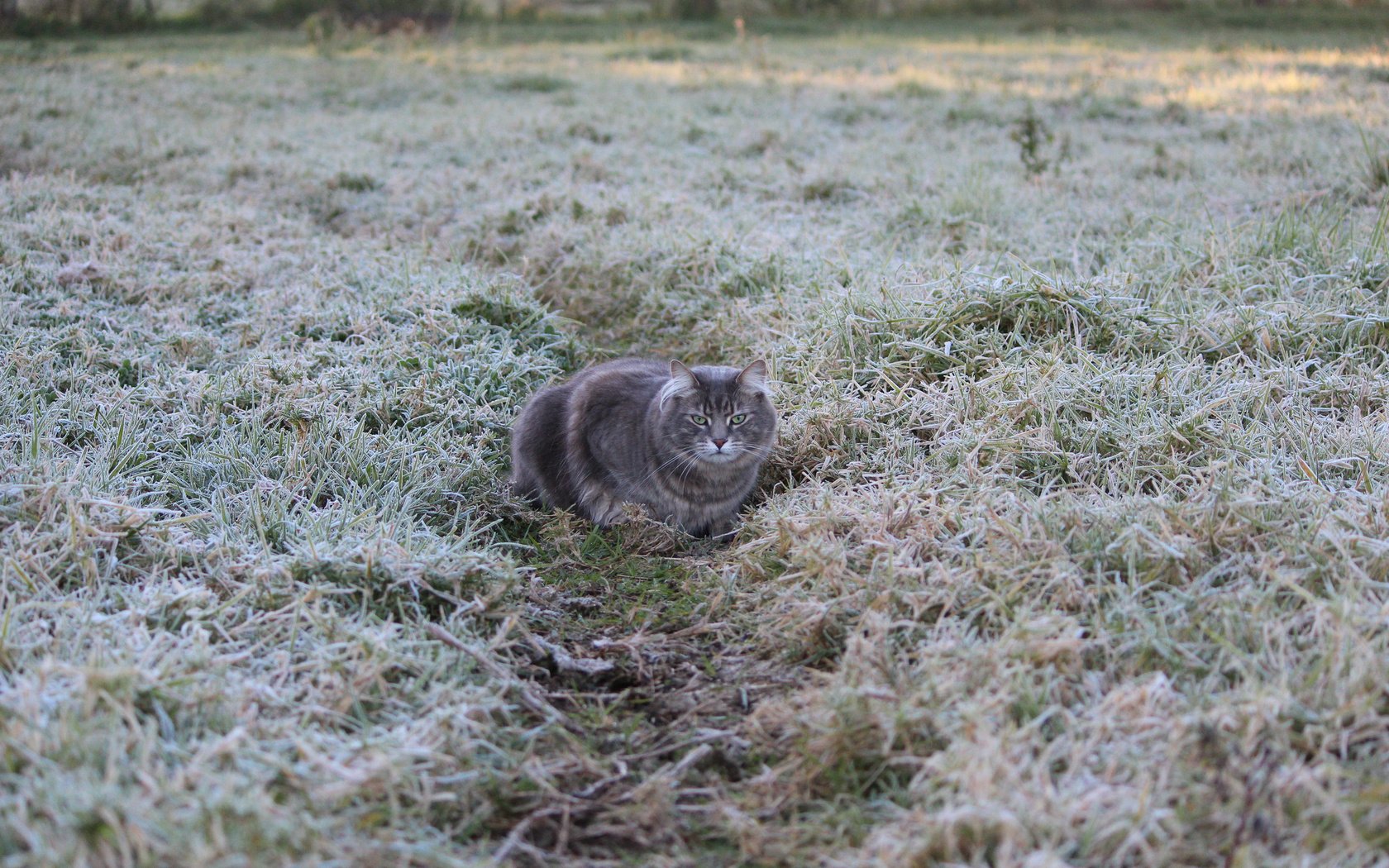 Обои трава, кот, иней, кошка, grass, cat, frost разрешение 2048x1365 Загрузить