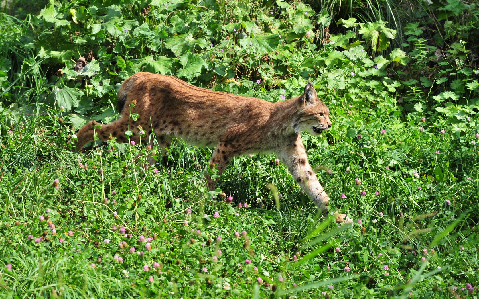 Обои природа, рысь, хищник, nature, lynx, predator разрешение 4288x2848 Загрузить