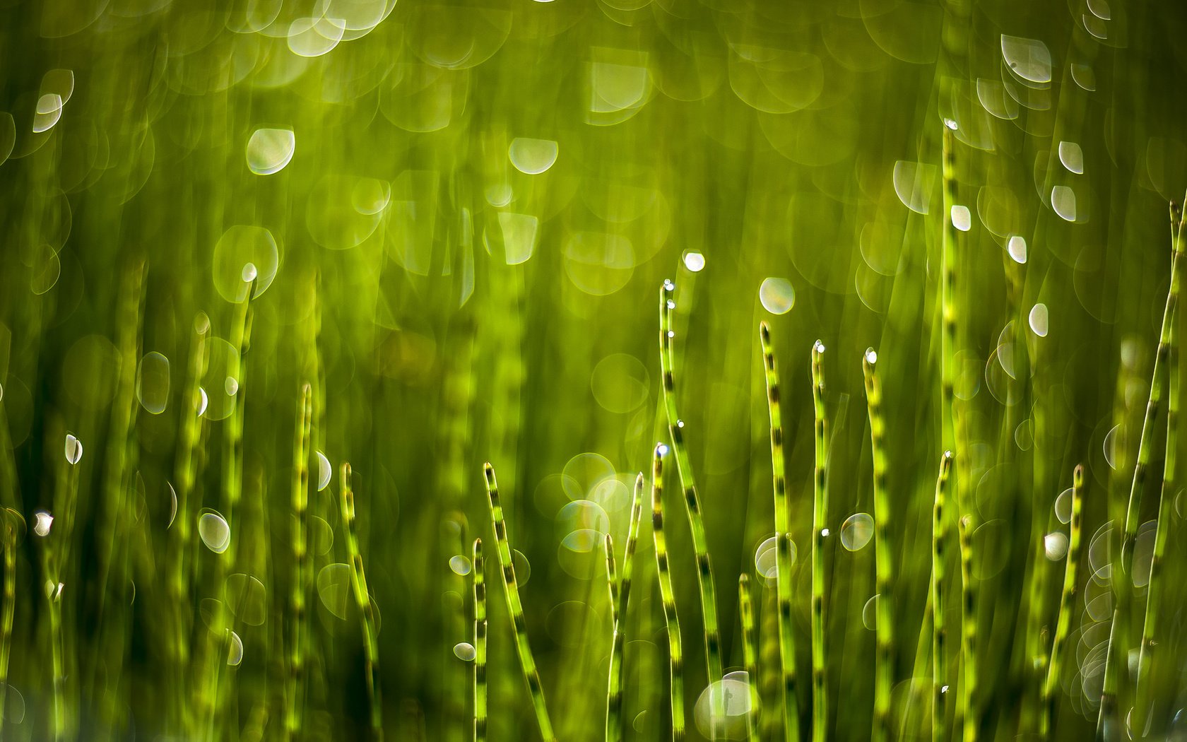 Обои трава, зелень, блики, растение, grass, greens, glare, plant разрешение 2048x1365 Загрузить