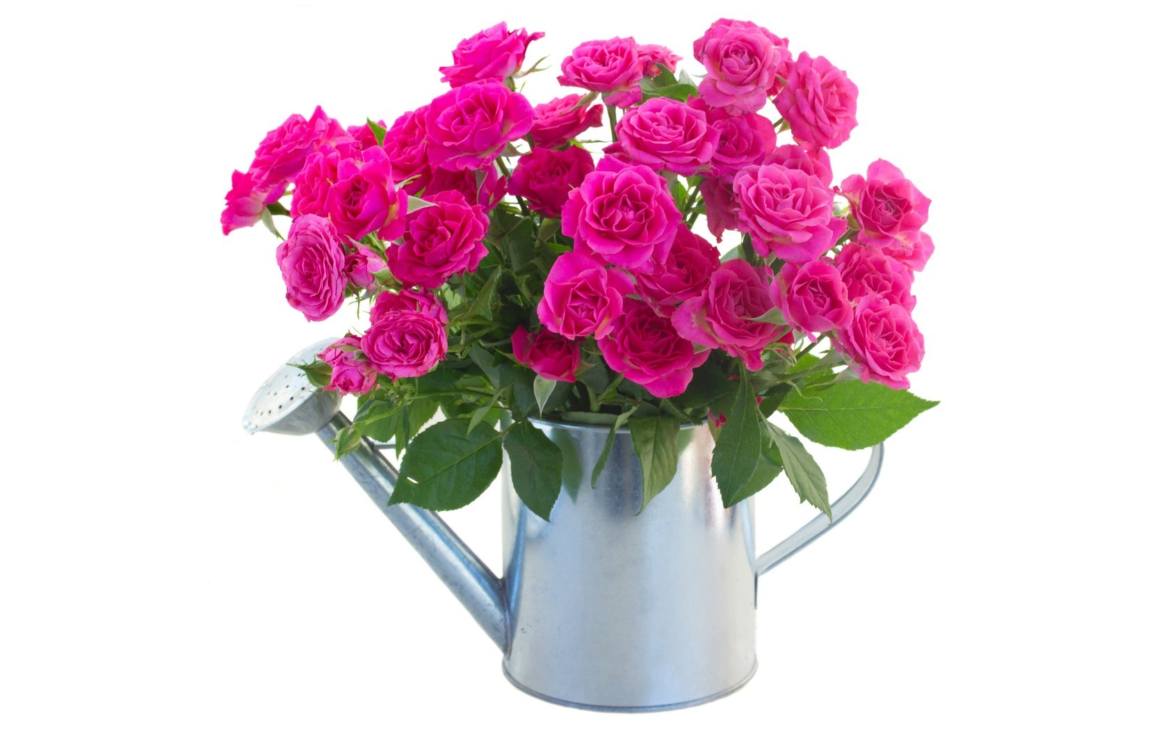 Обои цветы, розы, розовые, лейка, flowers, roses, pink, lake разрешение 6000x4109 Загрузить